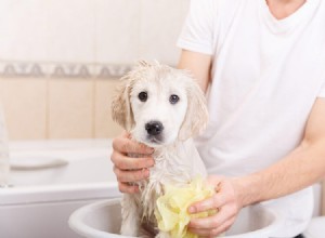 Lave seu cão – sem ingredientes prejudiciais