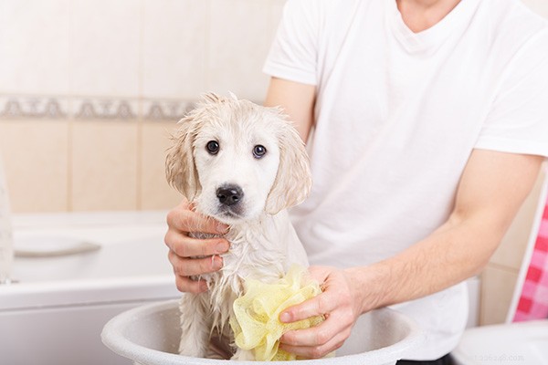 犬を洗う–有害な成分なし