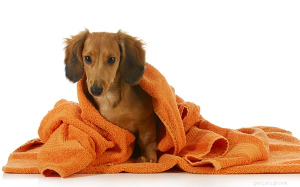 Lava il tuo cane – senza ingredienti nocivi