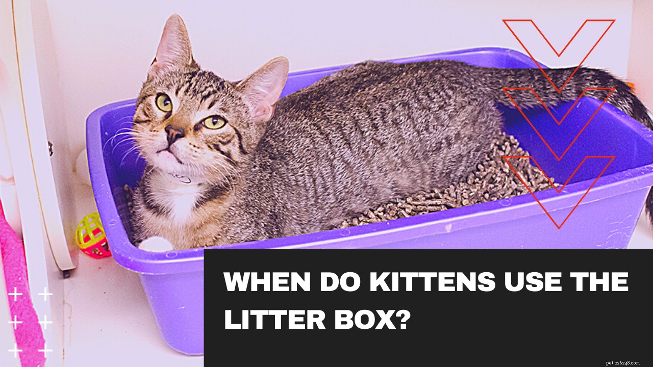 WANNEER GEBRUIKEN KITTENS DE LITTER BOX? training kat