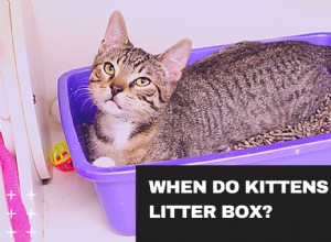 고양이는 언제 쓰레기통을 사용합니까? 고양이 훈련