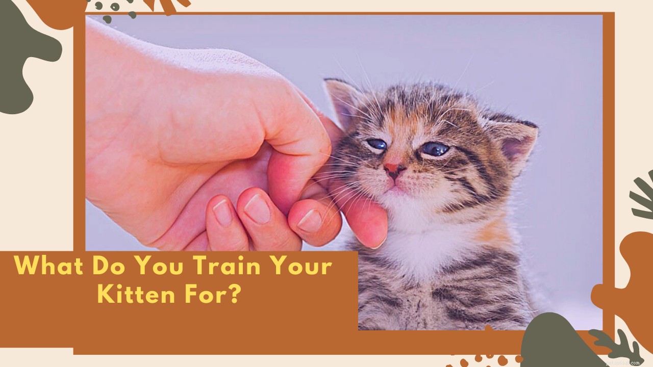 あなたはあなたの子猫を何のために訓練しますか？ 