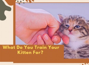 당신의 새끼 고양이는 무엇을 위해 훈련합니까?