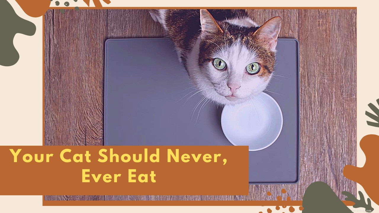 Huit aliments que votre chat ne devrait jamais manger