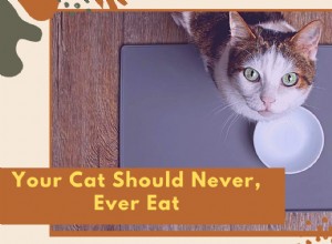 Åtta matar som din katt aldrig, någonsin borde äta