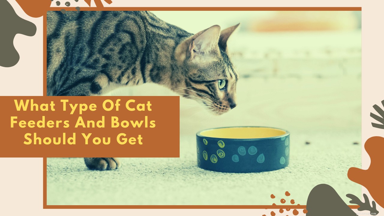 Que tipo de comedouros e tigelas para gatos você deve comprar? Aqui estão algumas dicas