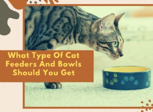 어떤 종류의 고양이 사료 공급기와 그릇을 구입해야 합니까? 다음은 몇 가지 도움말입니다.