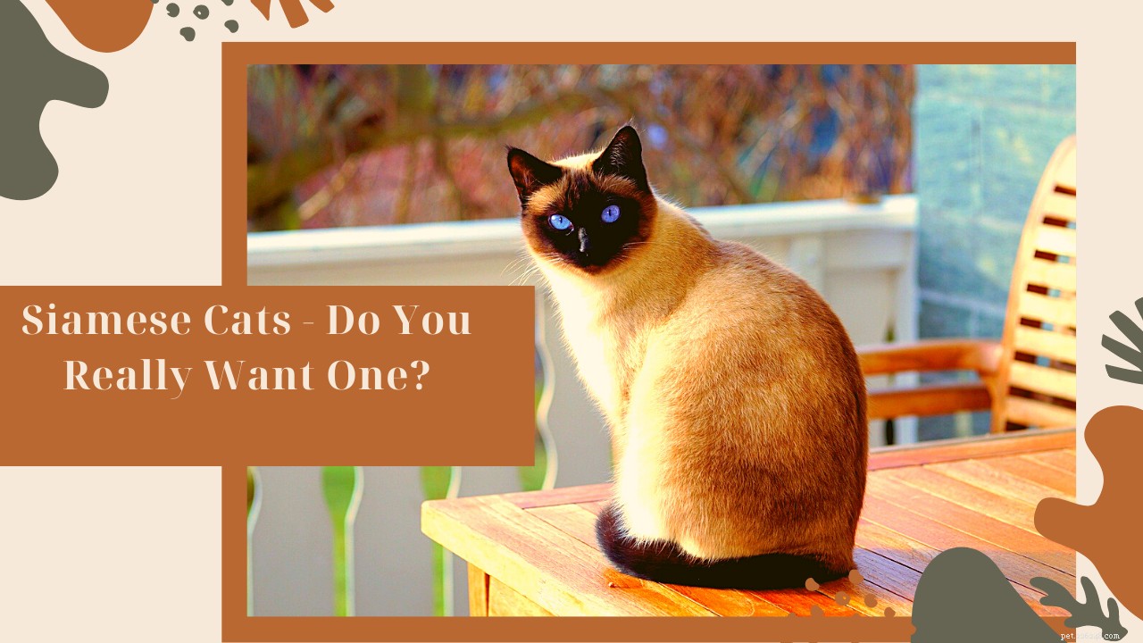 Gatti siamesi:ne vuoi davvero uno?