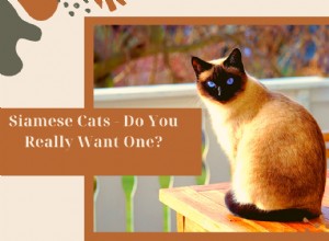 Gatos siameses - Você realmente quer um?