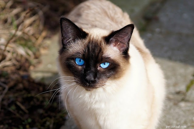 Siamese katten - wil je er echt een?