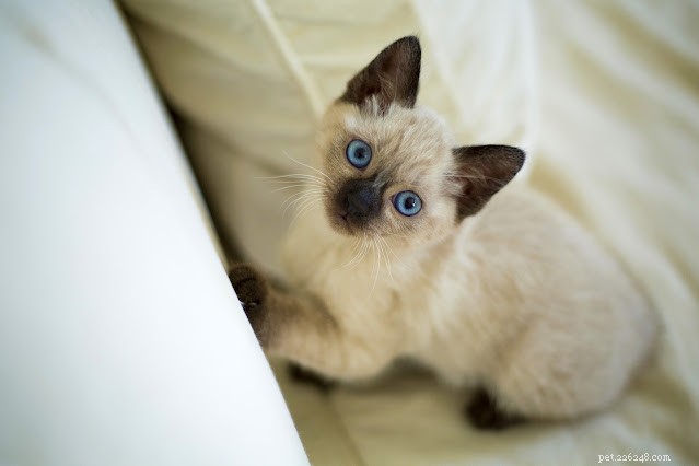 Siamské kočky – opravdu jednu chcete?