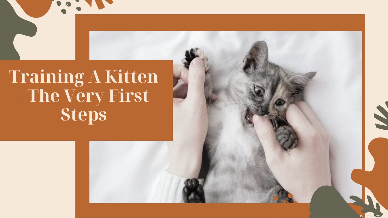 Addestrare un gattino:i primi passi