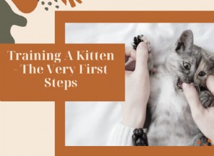 子猫のトレーニング-非常に最初のステップ 