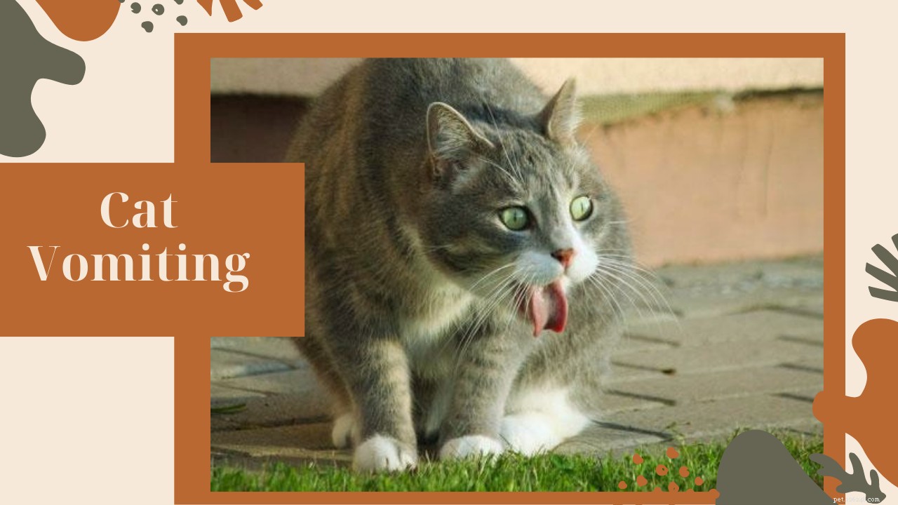Gato vomitando? 5 remédios naturais para manter o estômago do seu gatinho feliz
