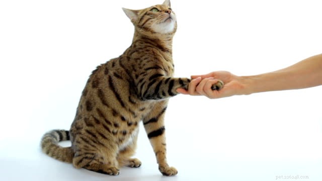 Como treinar seu gato || Cuidados com animais de estimação