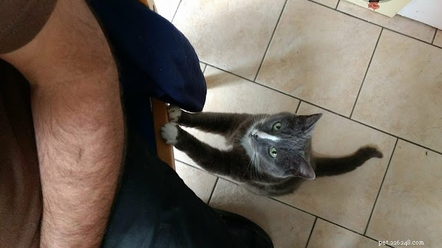 Как дрессировать кошку || Уход за домашними животными