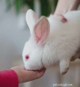 최초 소유자를 위한 최고의 애완용 토끼 품종