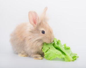 Ledový salát by mohl zabít vašeho králíka:7 překvapivých jídel, kterými byste svého králíčka neměli krmit