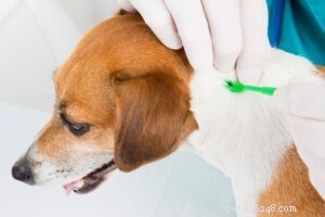 Door teken overgedragen ziekten bij honden en katten om op te letten