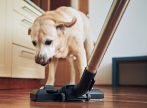 Como o que os cães ouvem afeta seu humor