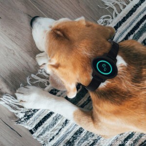 Comment ce que les chiens entendent affecte leur humeur