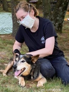 Ditt husdjur behöver inte ha ont:En djurmassage tar ställning
