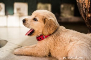 De ultieme checklist voor nieuwe puppy s