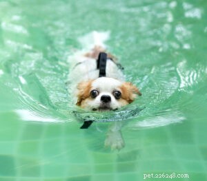 Základy bezpečnosti v bazénu pro psy