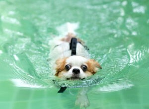 Základy bezpečnosti v bazénu pro psy
