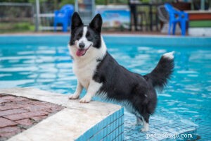 犬のプールの安全の基本 