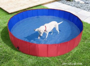 Meilleures piscines pour chiens sur Amazon 