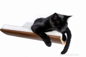 Origins of the Curve :le premier lit surélevé pour chat d apparence moderne