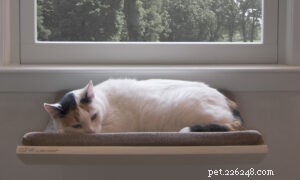 曲線の起源：最初のモダンな外観の高架式猫用ベッド 