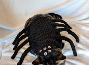 Söta katter i Halloween-kostymer