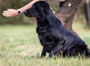 Typy výcviku psů – 7 osvědčených metod