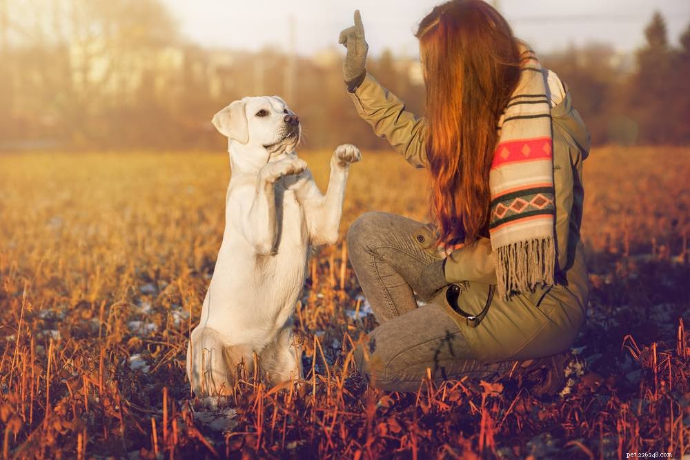 Typer av hundträning – 7 beprövade metoder