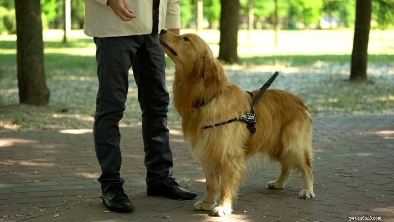 Виды дрессировки собак – 7 проверенных методов