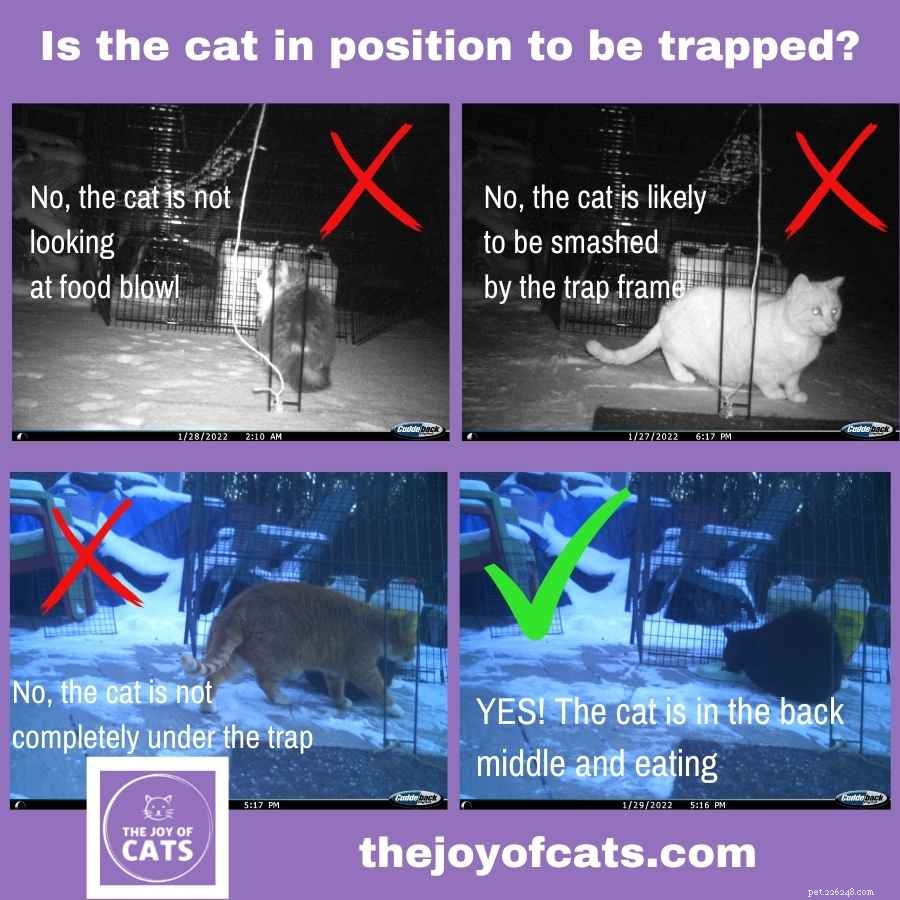 Suggerimenti sulle trappole per la caduta dei gatti