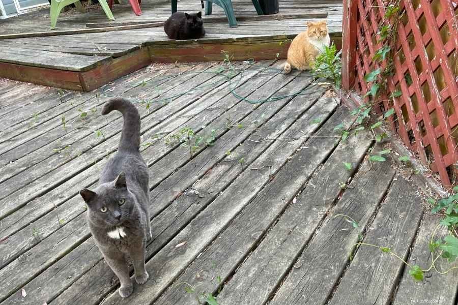 Zemřela moje venkovní kočka:Příběh Charcoalu