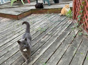 Zemřela moje venkovní kočka:Příběh Charcoalu