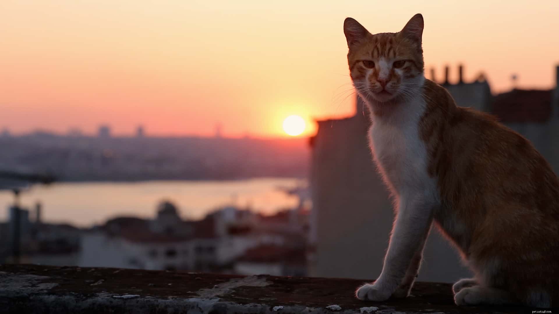 Recenze filmu Kedi a myšlenky od milovníka koček