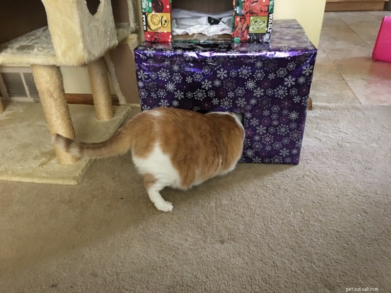 Моим кошкам не понравилась рождественская елка в кошачьей коробке