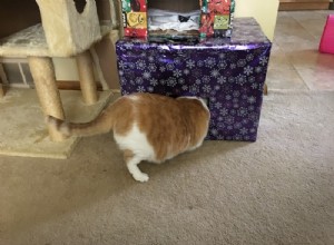 고양이가 고양이 상자 크리스마스 트리를 좋아하지 않았습니다