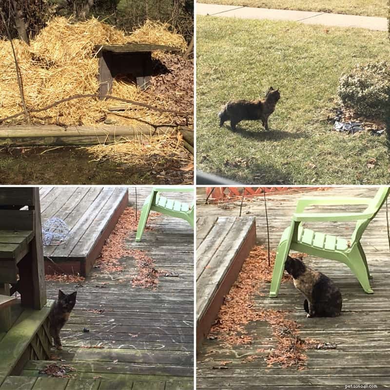 Des chats hurlants visitent mon jardin