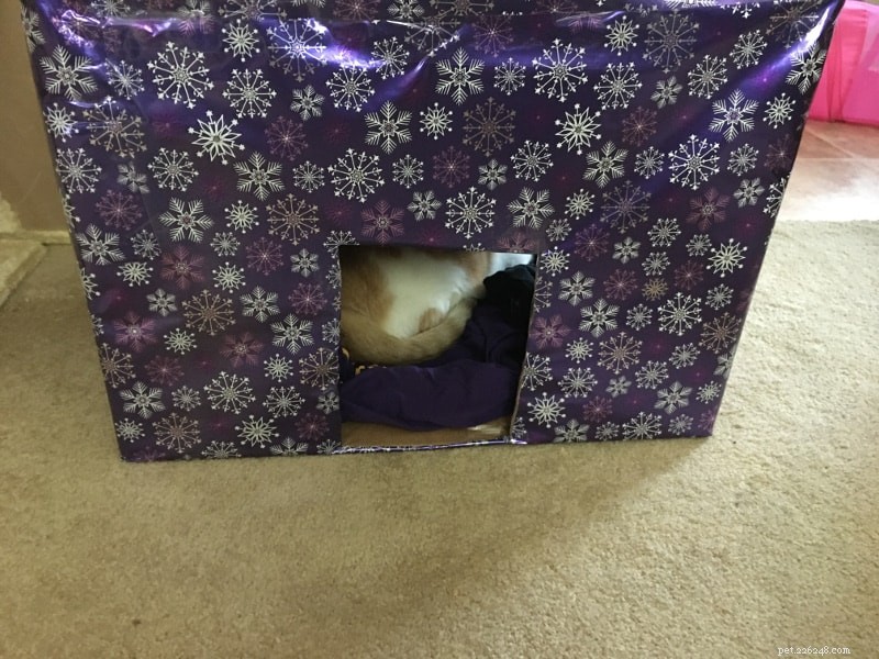 Mina katter gillade inte kattlådans julgran
