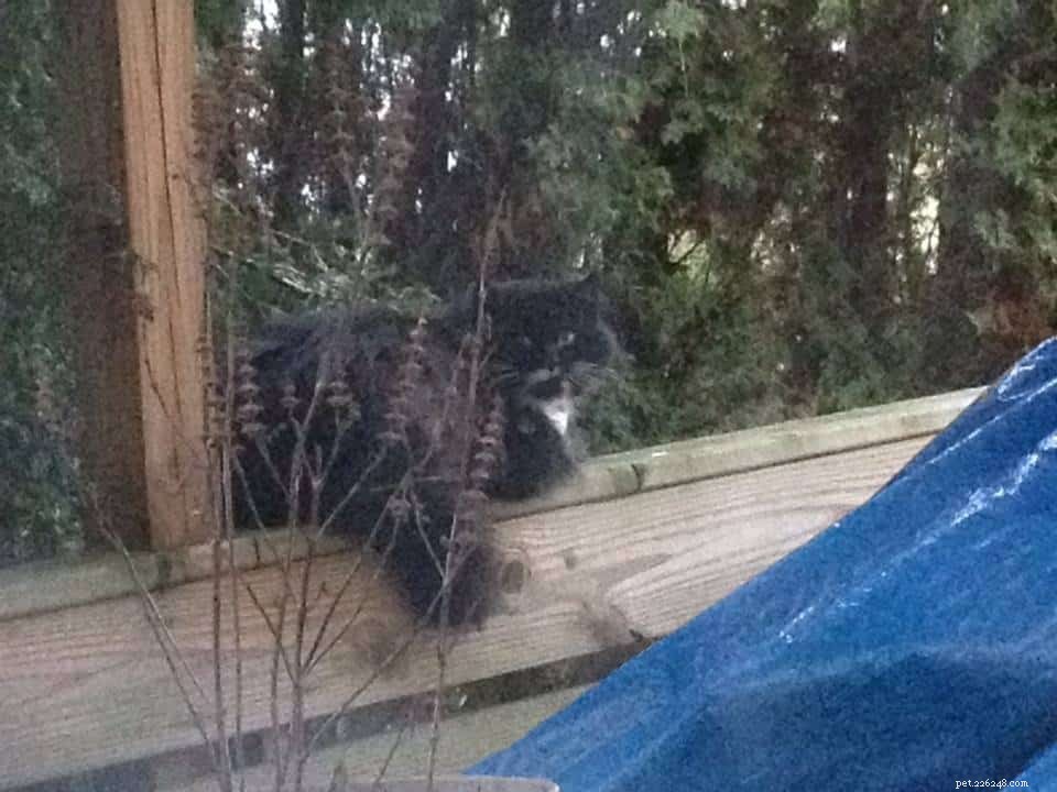 Gatos uivando estão visitando meu quintal