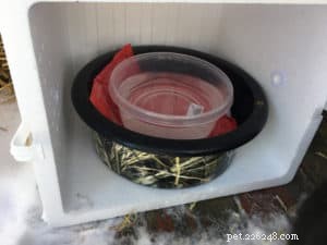 Como retardar o congelamento da água para gatos ao ar livre sem eletricidade