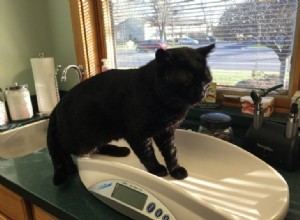 Veterinären upptäcker att den herrelösa kattens hundtänder saknas