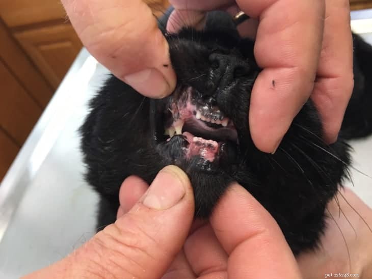 Veterinären upptäcker att den herrelösa kattens hundtänder saknas