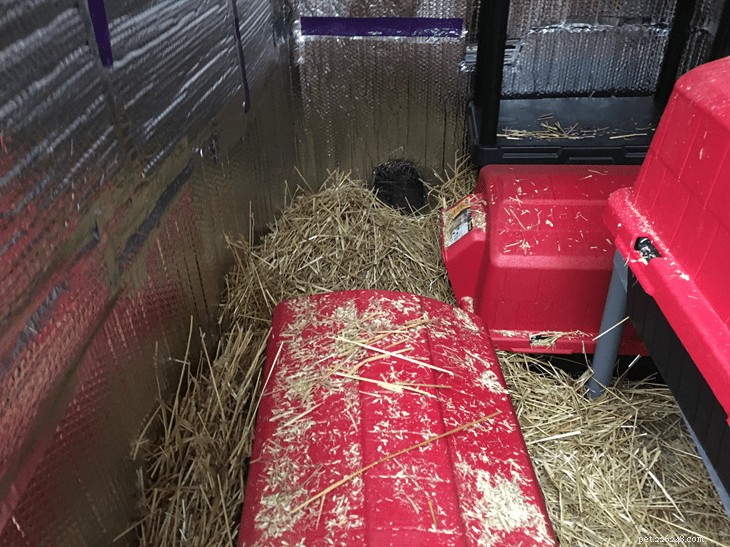 冬の複数の猫のための屋外の猫の避難所として小屋を使用する 
